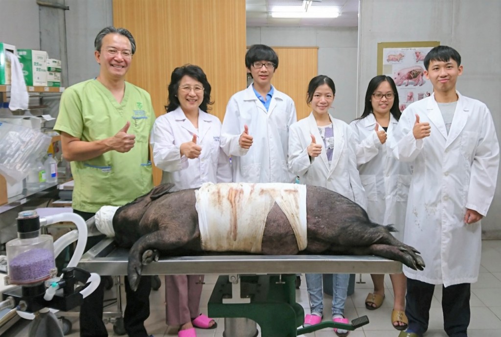 黃玲惠教授獨家以帶有糖尿病的豬，作為動物模式試驗的新對象。（黃玲惠提供）