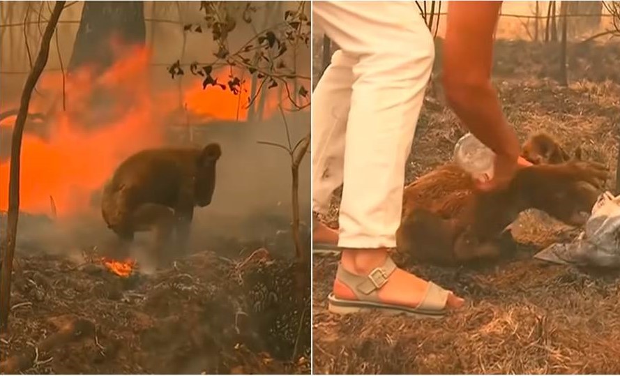 一位女士脫下上衣衝火場救無尾熊，不幸這隻無尾熊送醫後傷重死亡。（圖／Youtube@KETKnbc）