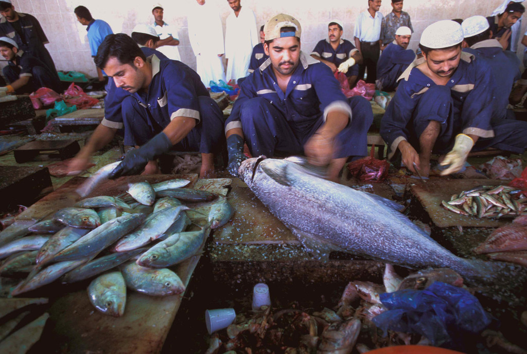 在阿聯酋杜拜一家魚市內處理鮮魚的移民勞工。（圖／