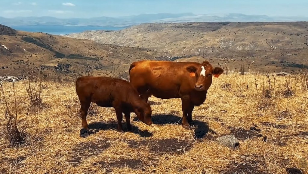 聖殿研究所正培育紅母牛，期盼能恢復世界末日前要被重建的第三聖殿。（截圖／The Temple Institute Youtube）