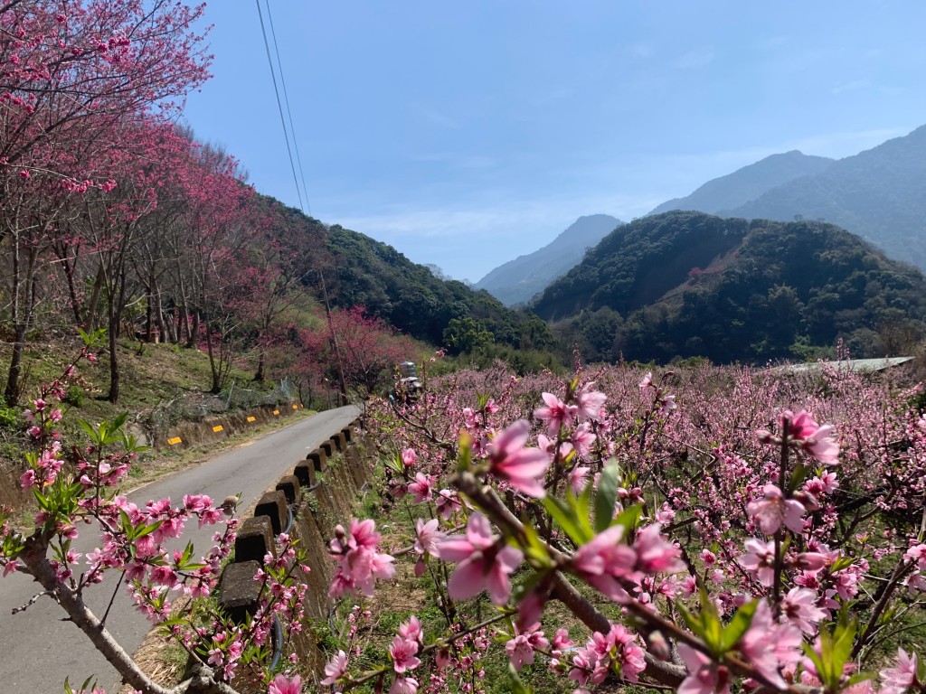 史努櫻部落的櫻花大道沿途都是櫻花。（圖／潘杰提供）