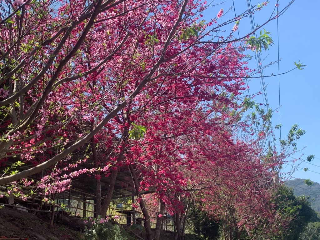 史努櫻部落的櫻花大道沿途都是櫻花。（圖／潘杰提供）