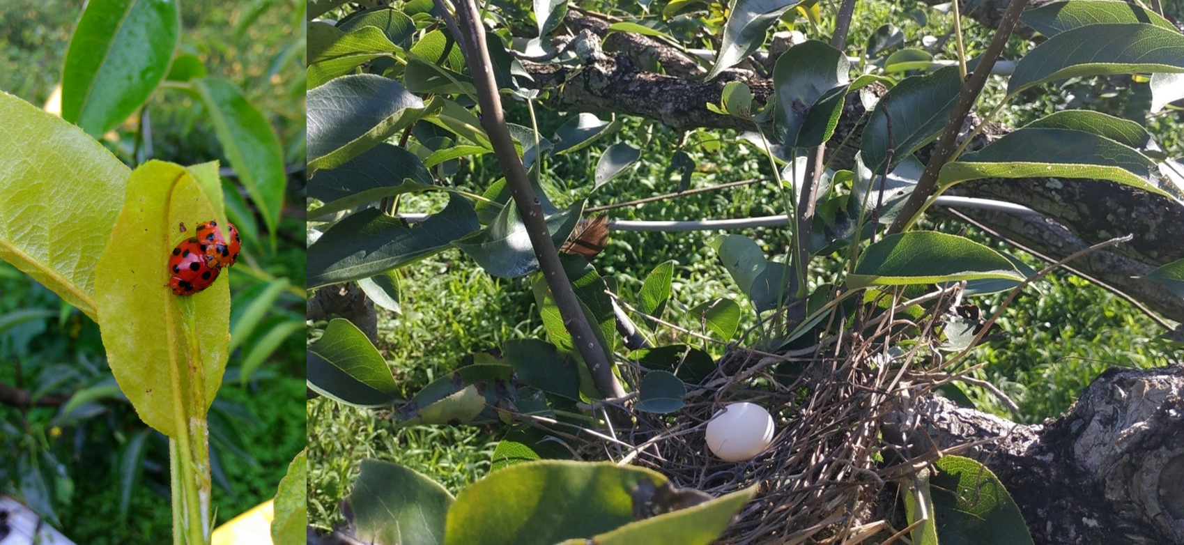 自然農法的果園中生態豐富，鳥類很自在地在樹上築巢產卵。(圖／受訪者提供)