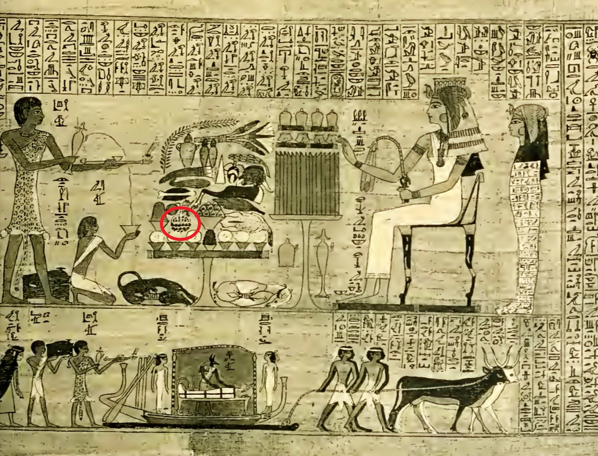 埃及古墓中的畫作上面畫的西瓜（紅圈處）放在托盤中。（Image credit: Renner et al., doi: 10.1073/pnas.2101486118.）