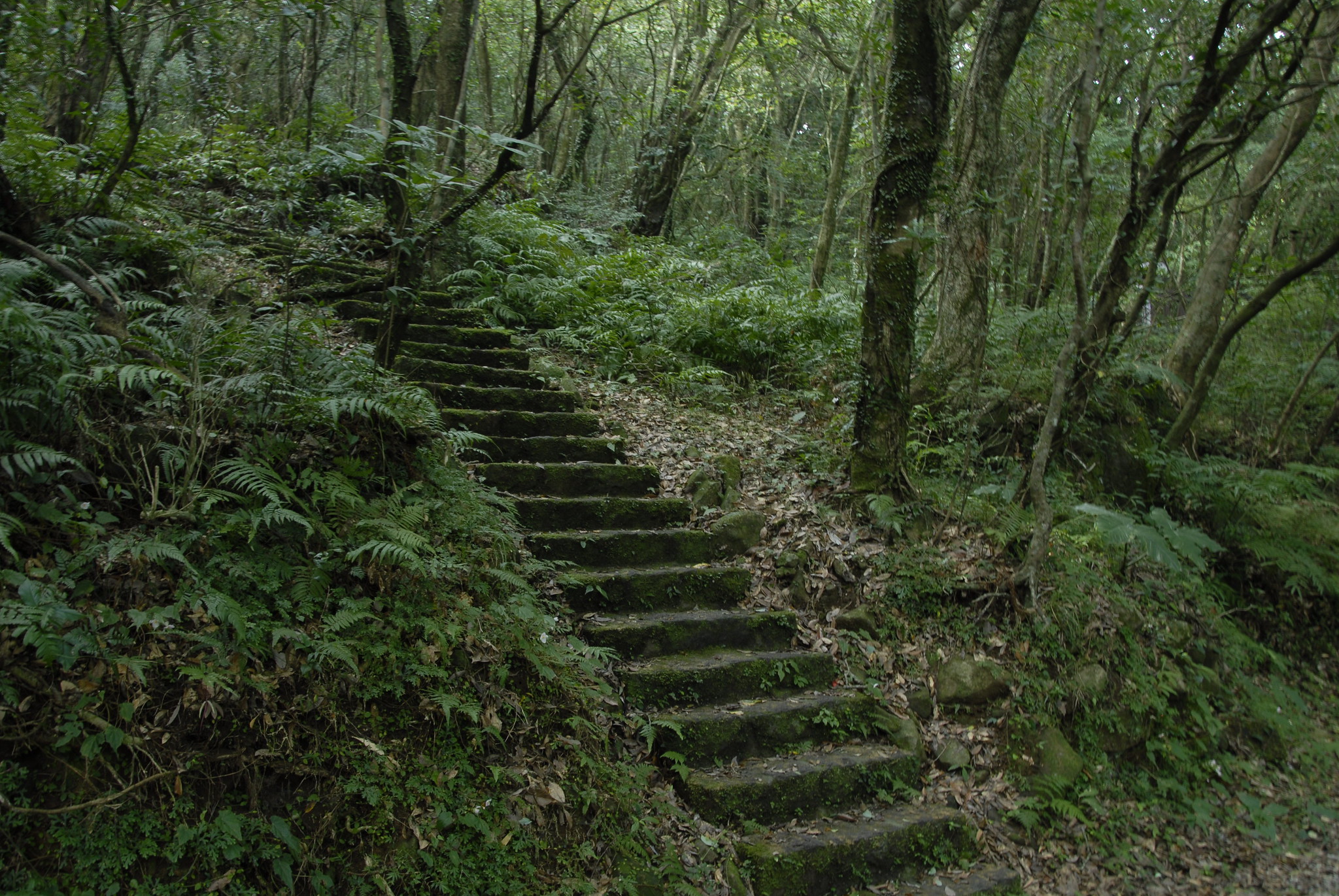 上山路為石階陡坡。（來源：Flickr/cc/永遠 高）