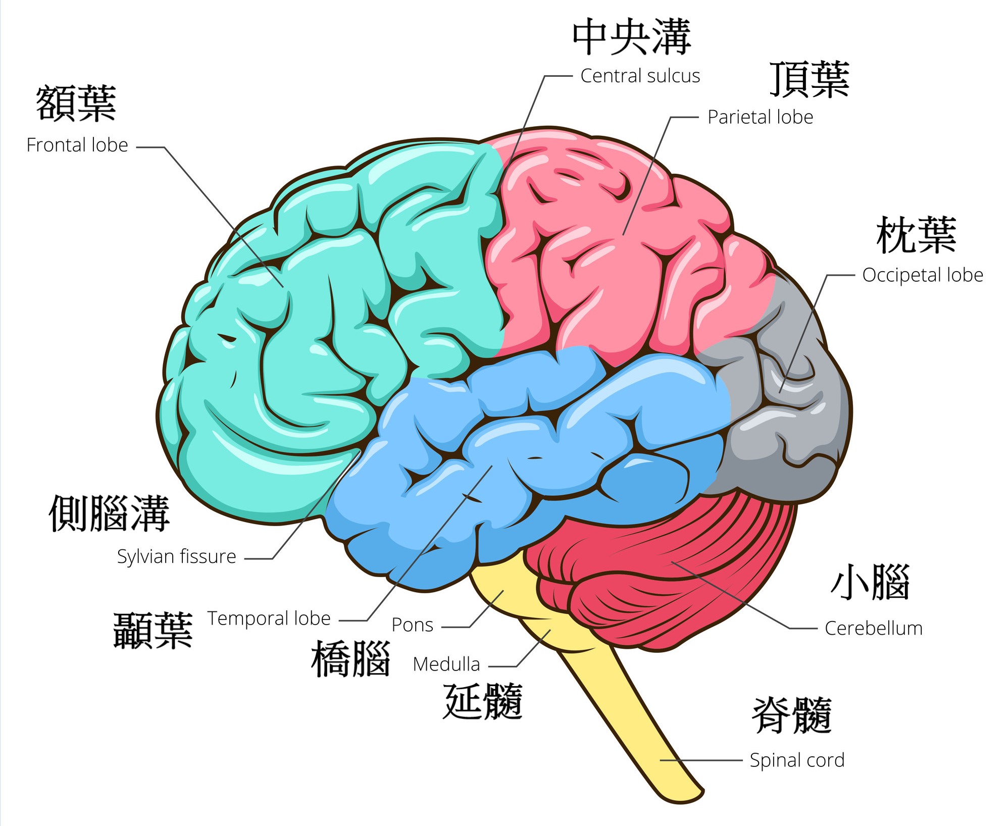 人類大腦的構造。