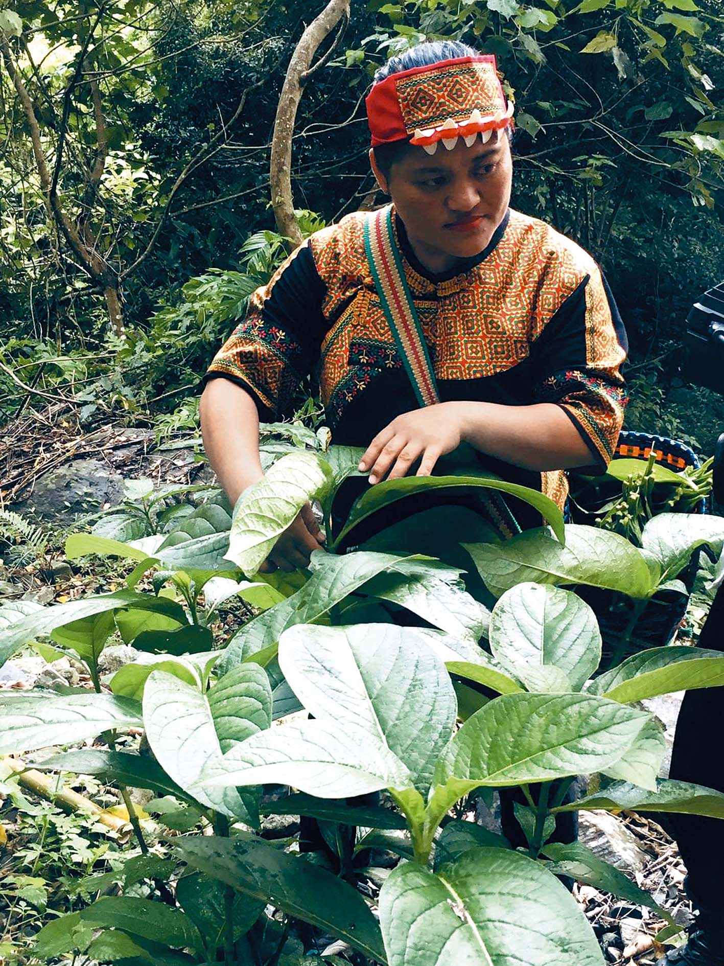 部落原民婦女採收假酸漿葉。（圖／受訪者提供）