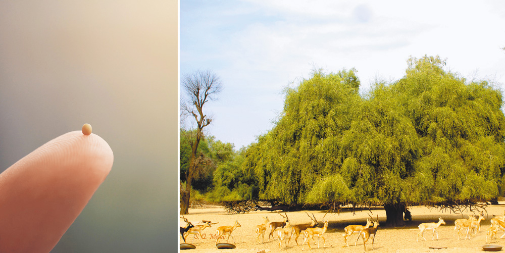 左圖：主耶穌說，只要我們的信心像芥菜種那樣大，就能移山。右圖：聖經中的芥菜種子，長大會成為芥末樹（Salvadora persica）。（照片來源維基，Mehdi.sq攝影）