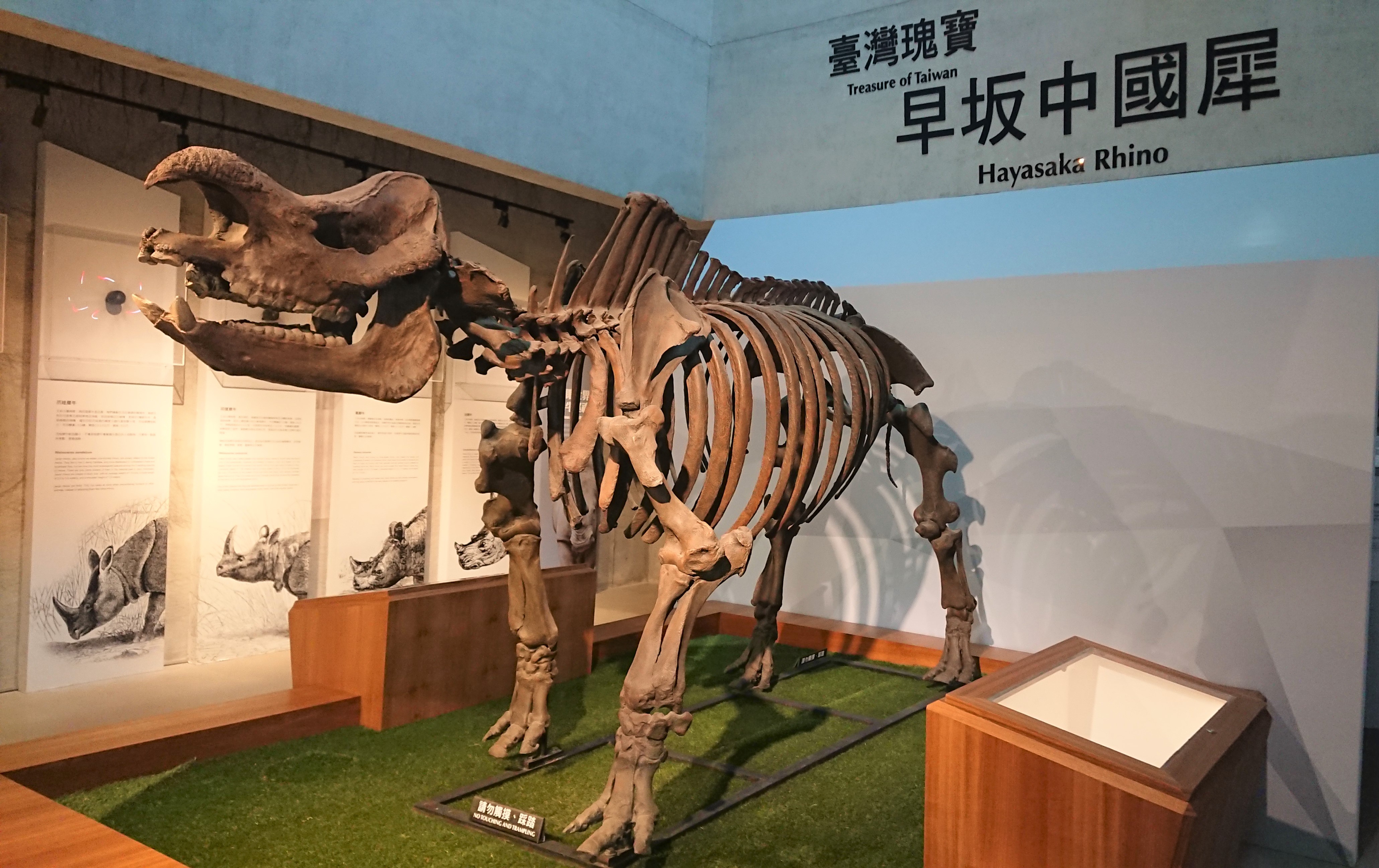 早坂中國犀的骨骼模型。（作者攝影）