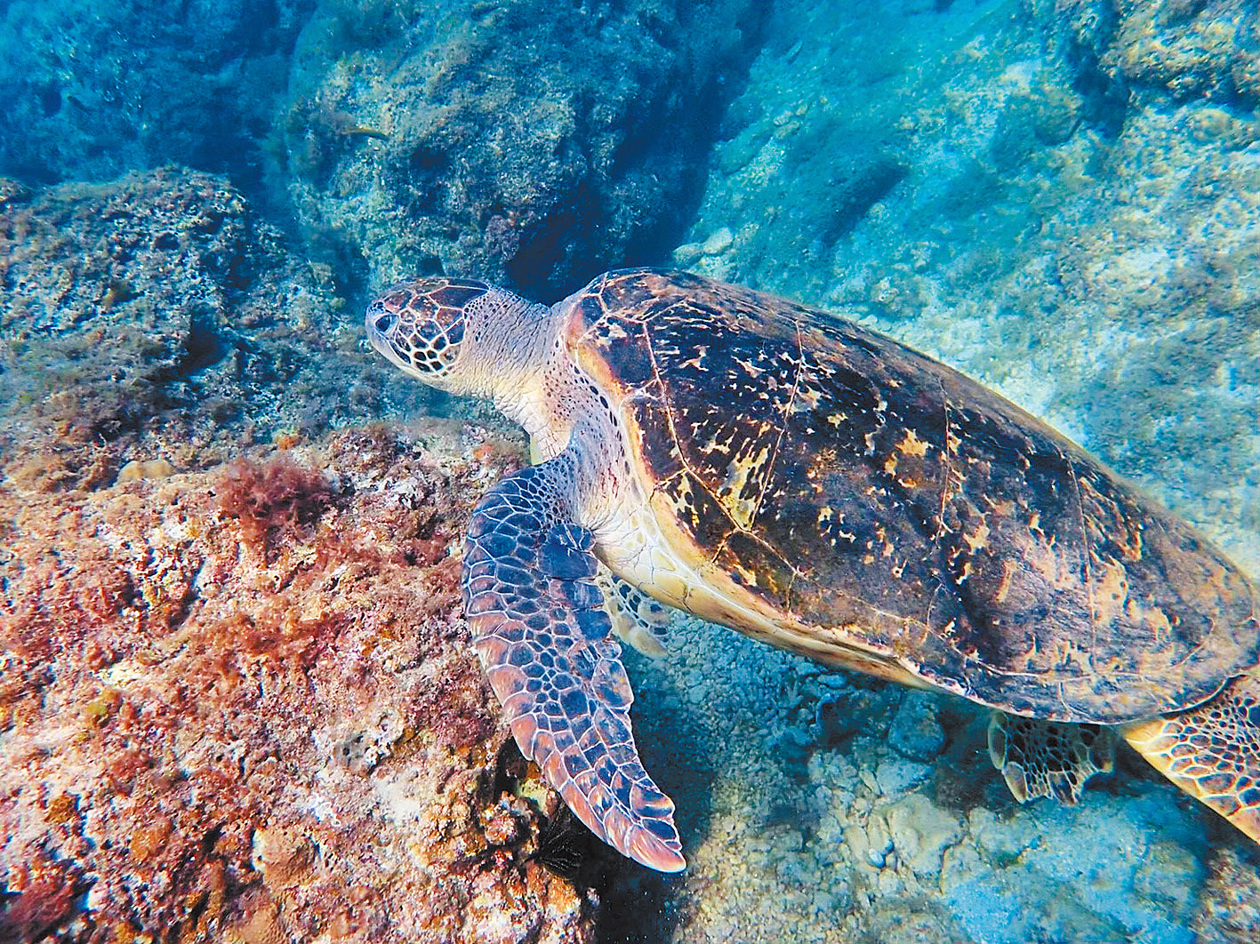 許多遊客慕名來小琉球看海龜。（圖／洪嘉蔚攝）