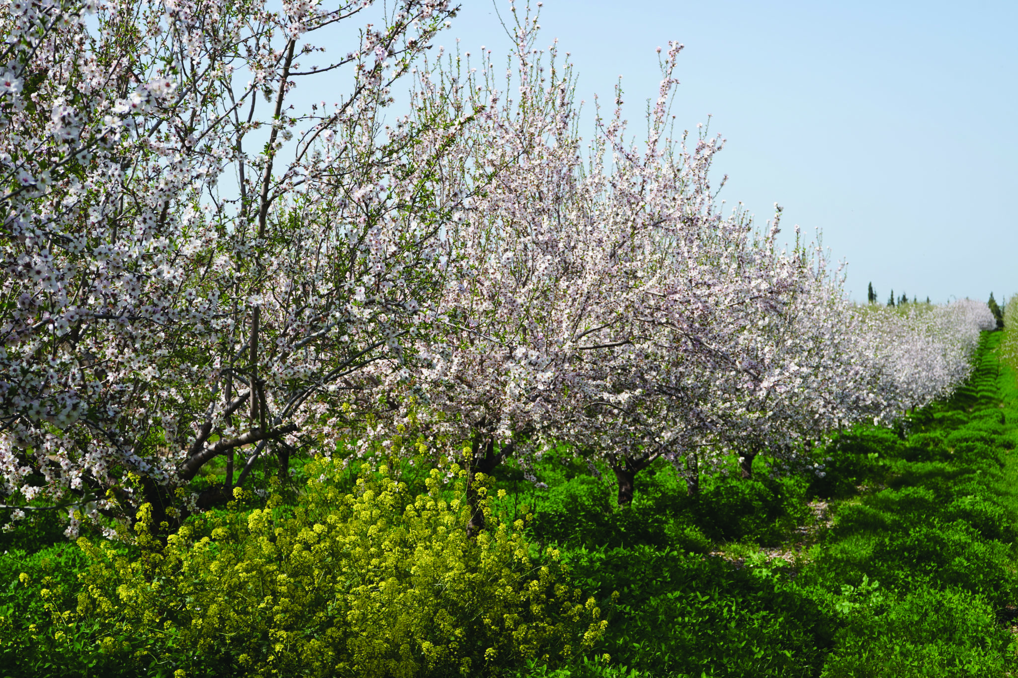 以色列春季大片的杏仁樹園中綺麗盛開的杏仁花朵。（台灣ICEJ/提供）