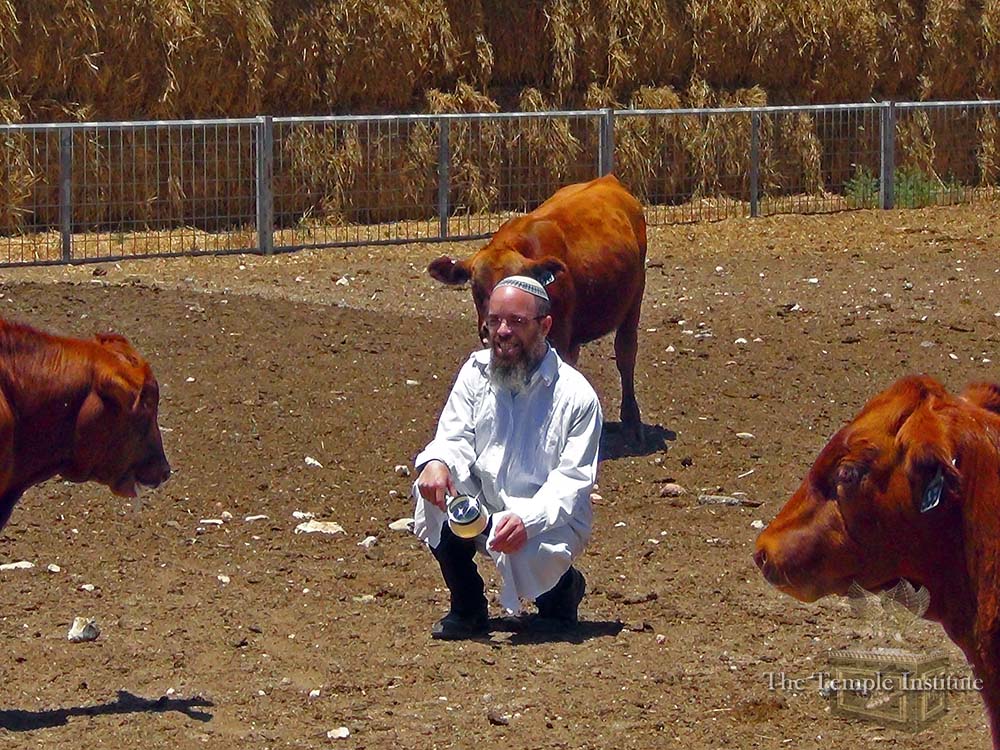 聖殿山研究所也從2015年開始紅母牛養殖計畫。