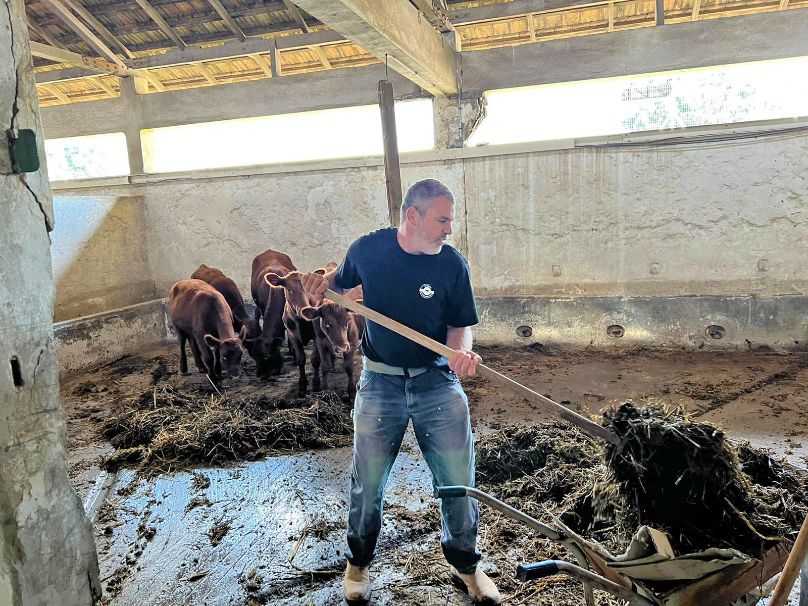 紅母牛在以色列的照顧環境。