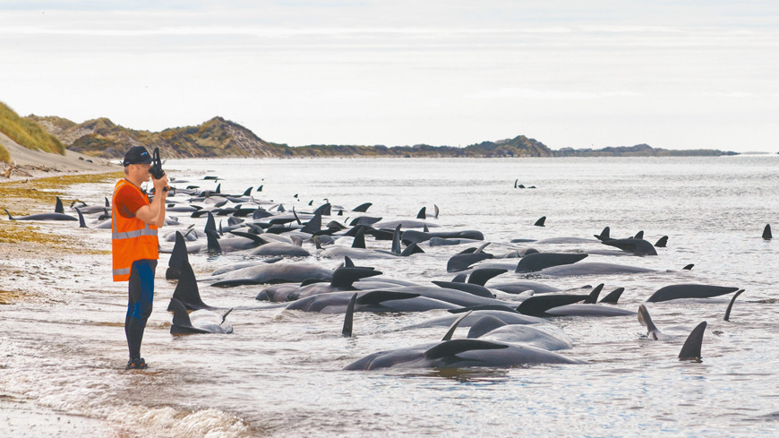 在紐西蘭黃金灣送別角擱淺、死亡的領航鯨。