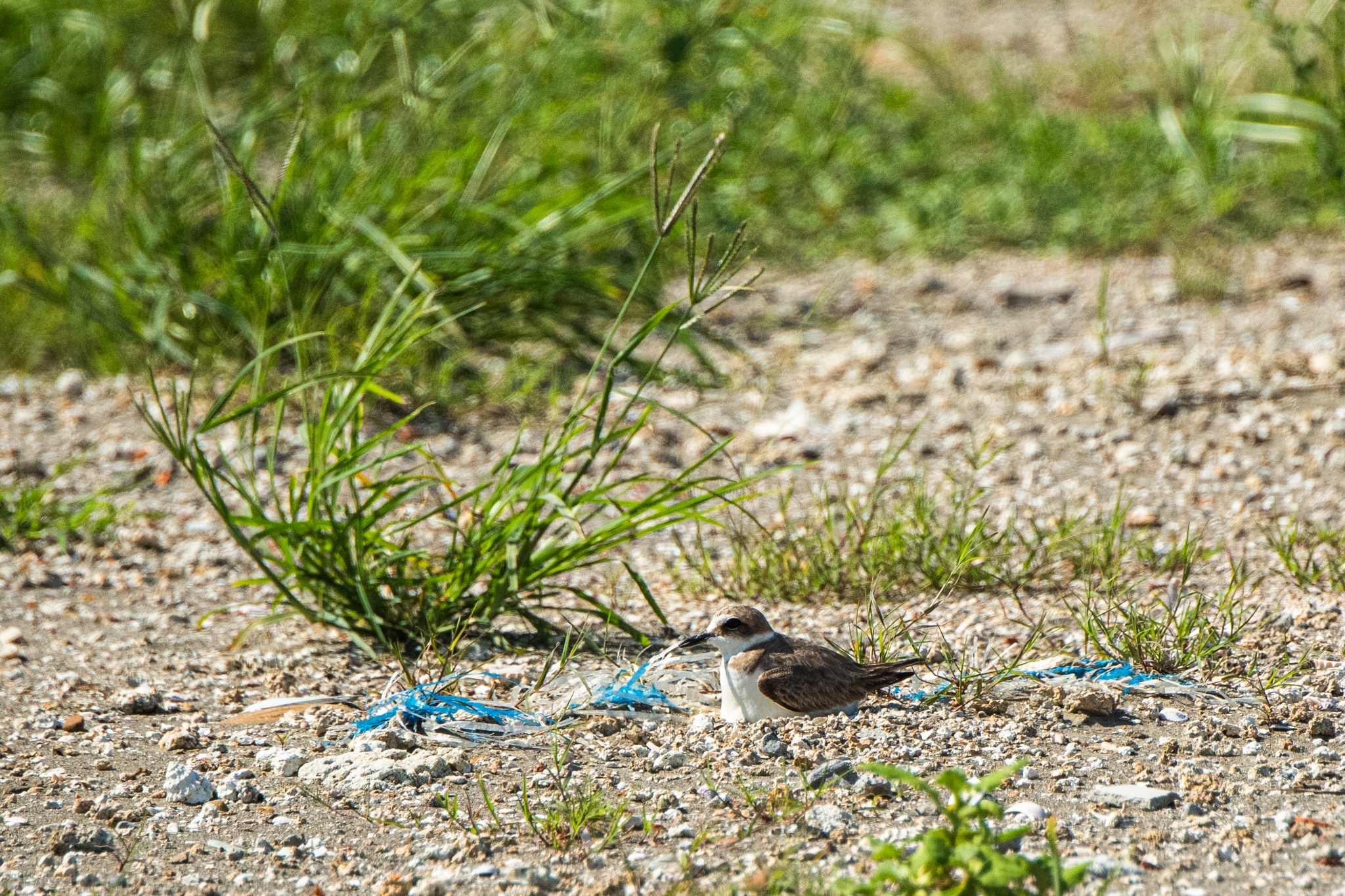 許厝港濕地已成鳥類的生態棲息地。（圖/桃園市政府）
