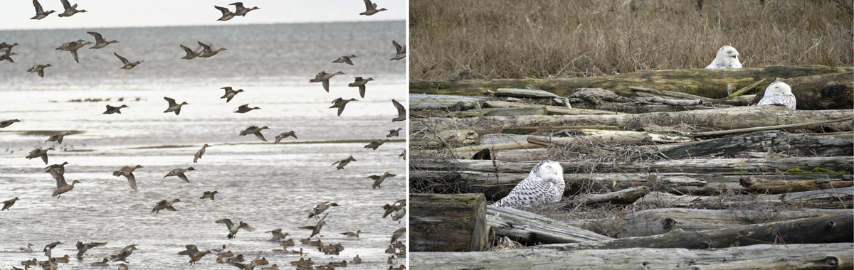 水域上停留著大批水鳥，甚至有雪鴞飛來度冬。（照片來源：DJS Photo＆Mike W./flickr/cc）