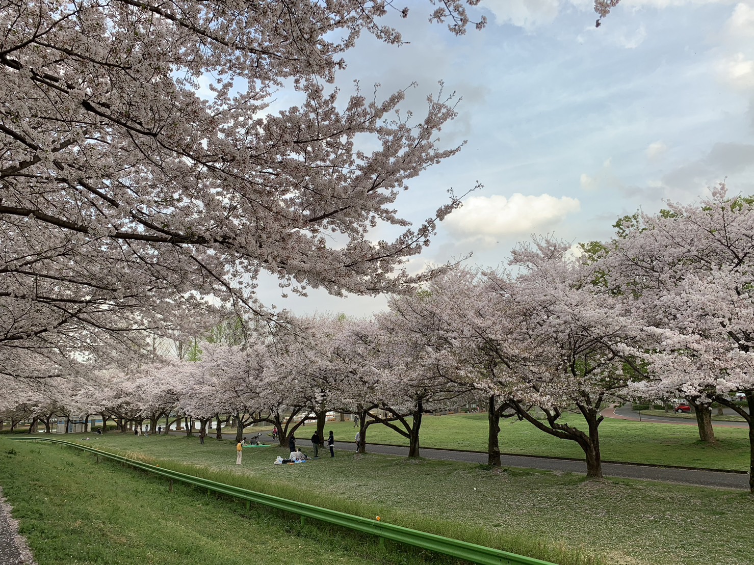 川越水上公園的盛開櫻花。（受訪者提供）