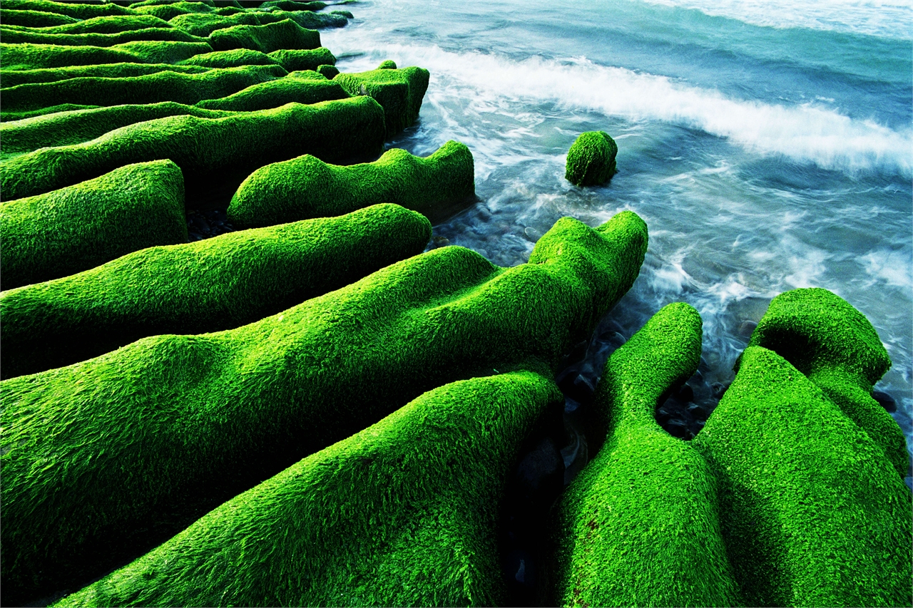 老梅綠石槽生長最綿密時期。（北海岸及觀音山國家風景區提供）