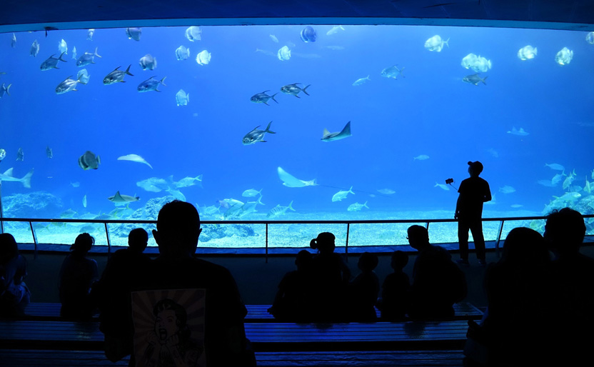 在海生館從不同視角觀賞各種魚類活動。