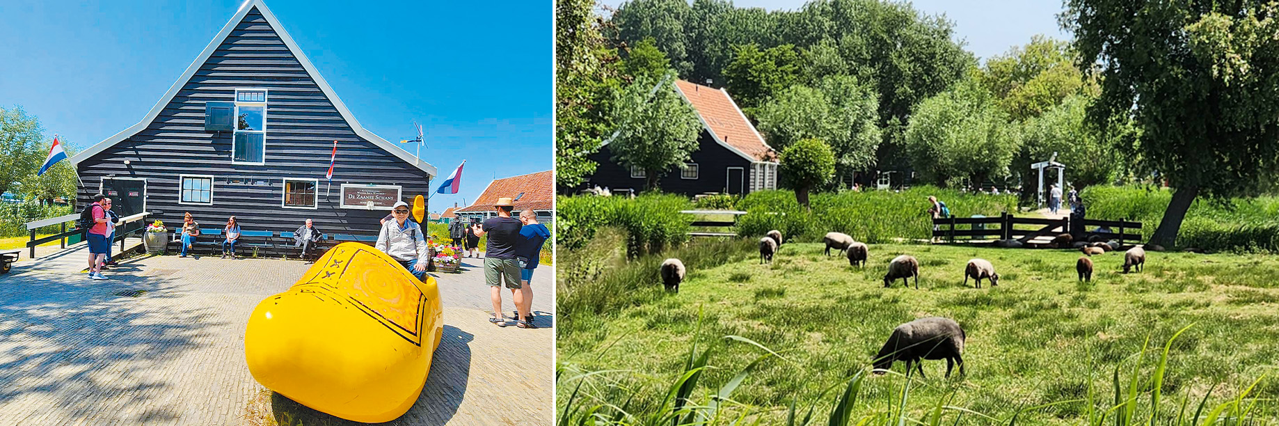 左圖：小屋前的巨型荷蘭木鞋。右圖：群羊在青草地上。（作者攝影）