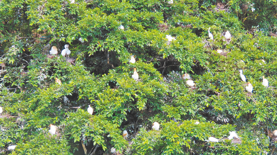 溪旁樹上滿滿的鷺鳥。（作者攝影）
