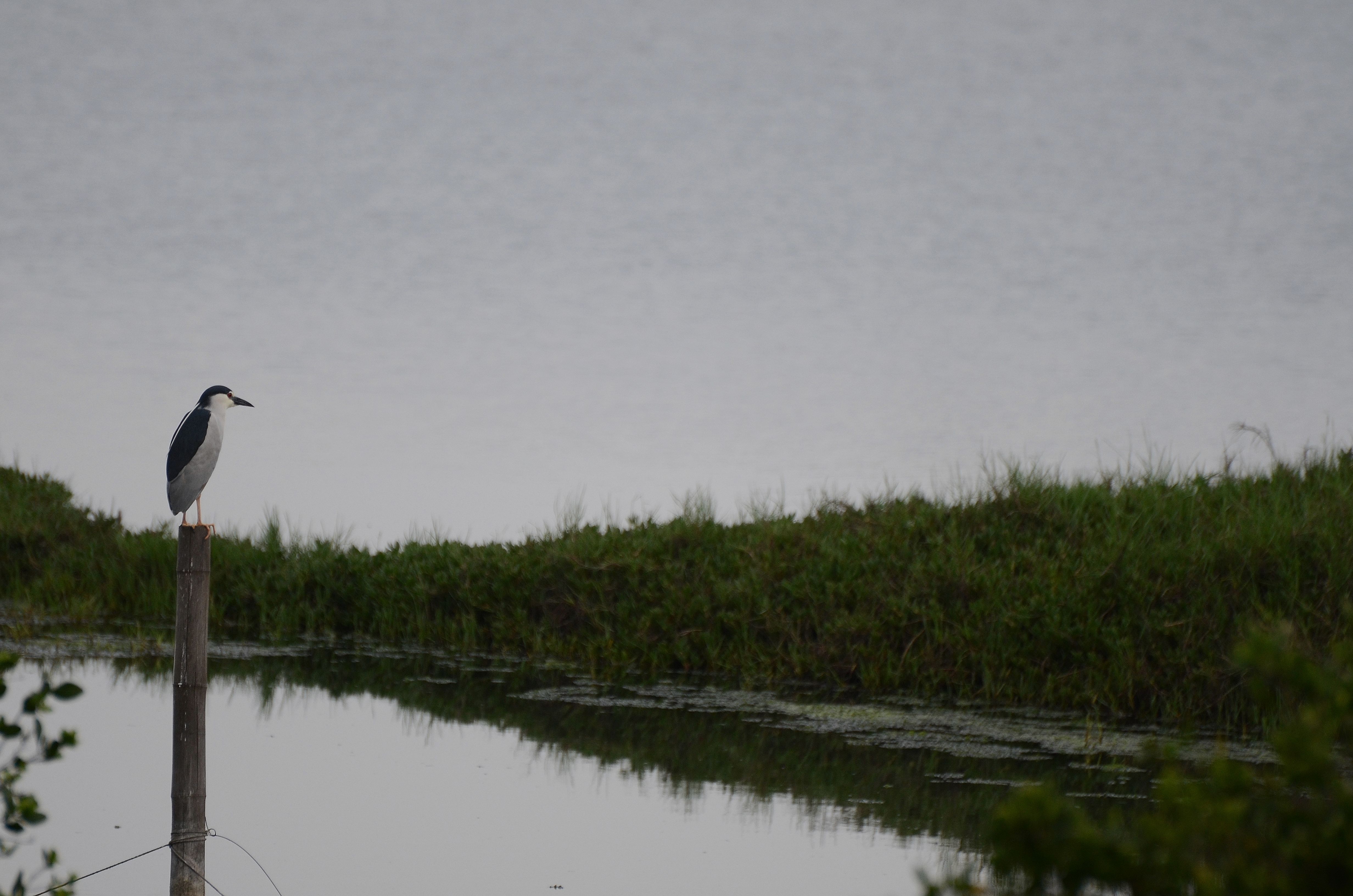 濕地孤獨的旅人看孤獨的鳥兒。(圖/受訪者提供)
