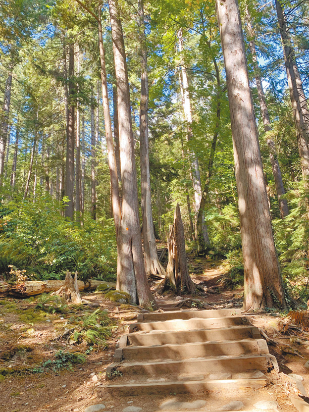 蜿蜒穿越森林的健行步道Quarry Rock Trail。（作者攝影）