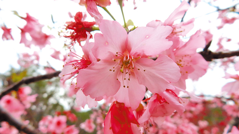 盛開的粉嫩櫻花。（梁敬彥攝影）