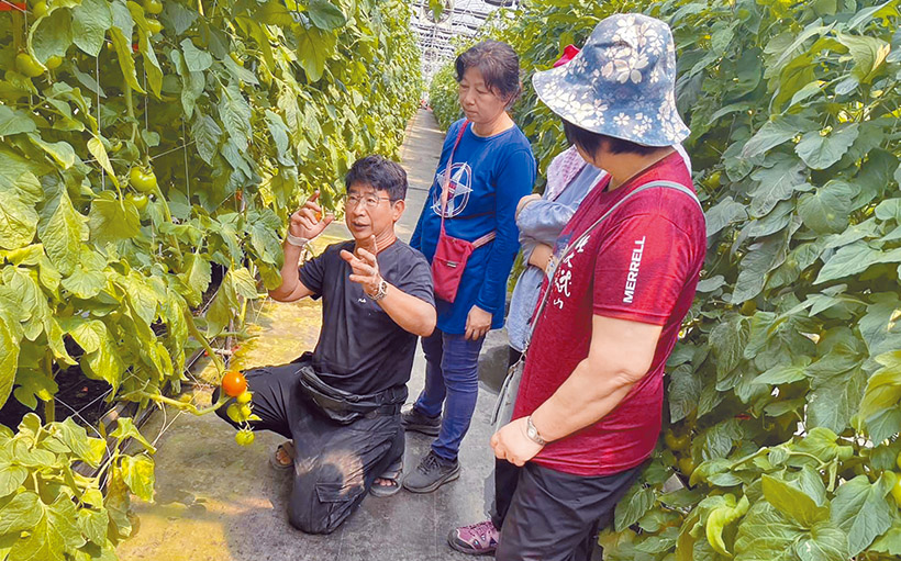 劉世勝栽培溫室牛番茄。