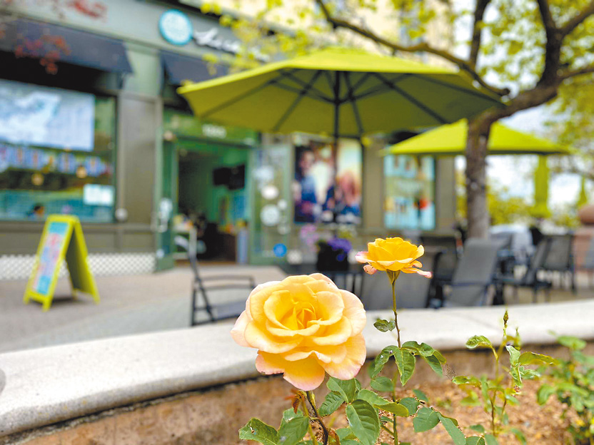 市政府將人行步道旁的草欉區，改種植五顏六色的玫瑰花。