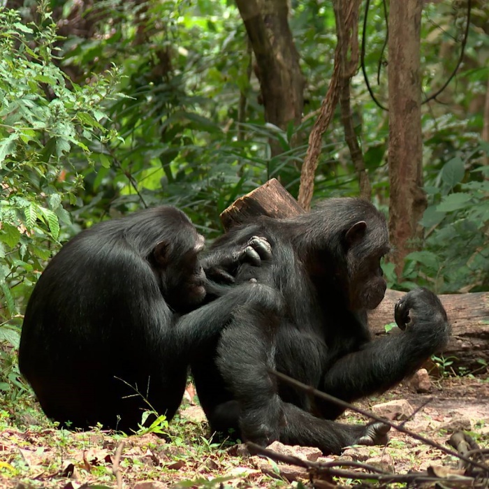 珍古德畢生研究黑猩猩的生態系統。（圖／翻攝自IG@janegoodallinst）