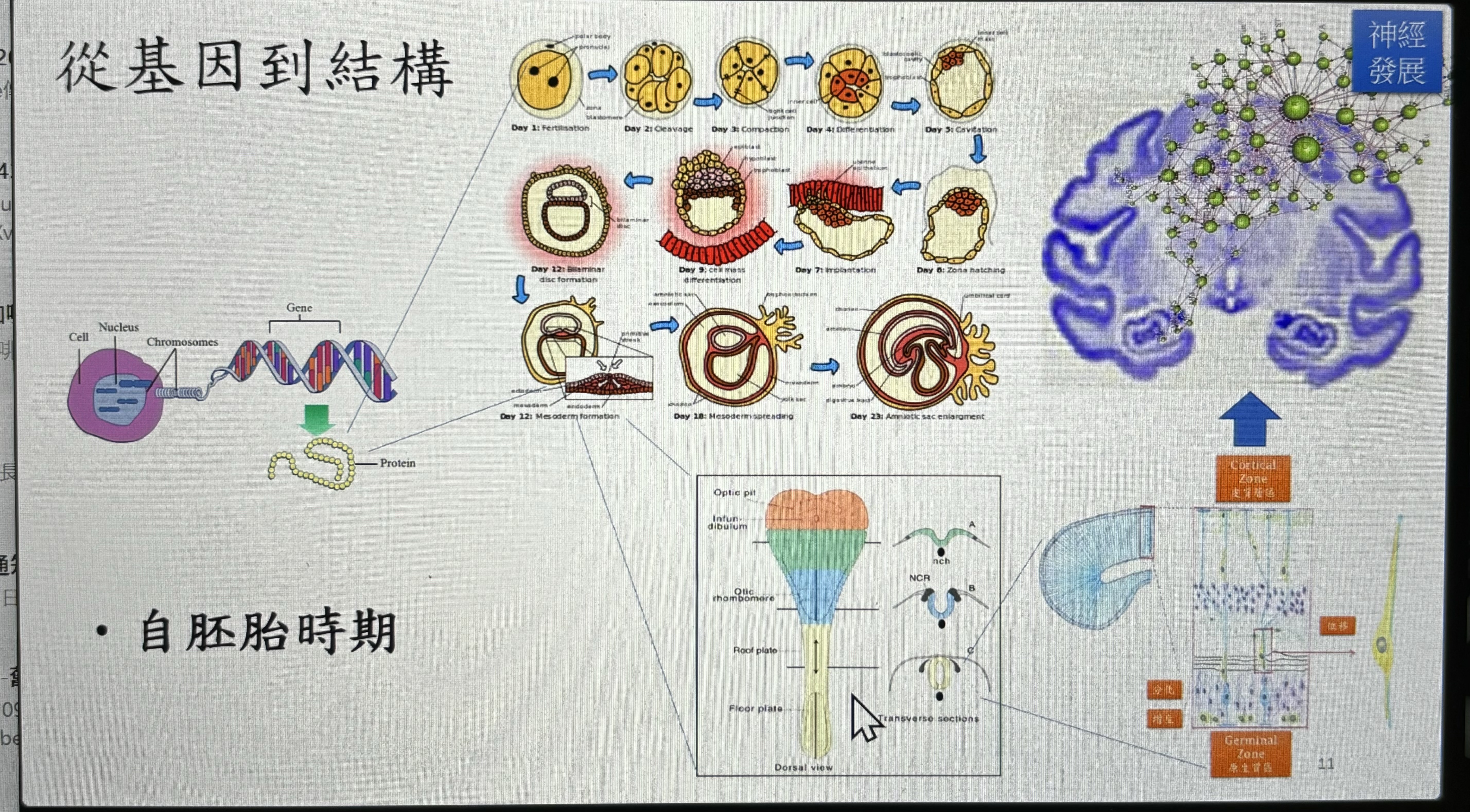 孩子大腦成長歷程。