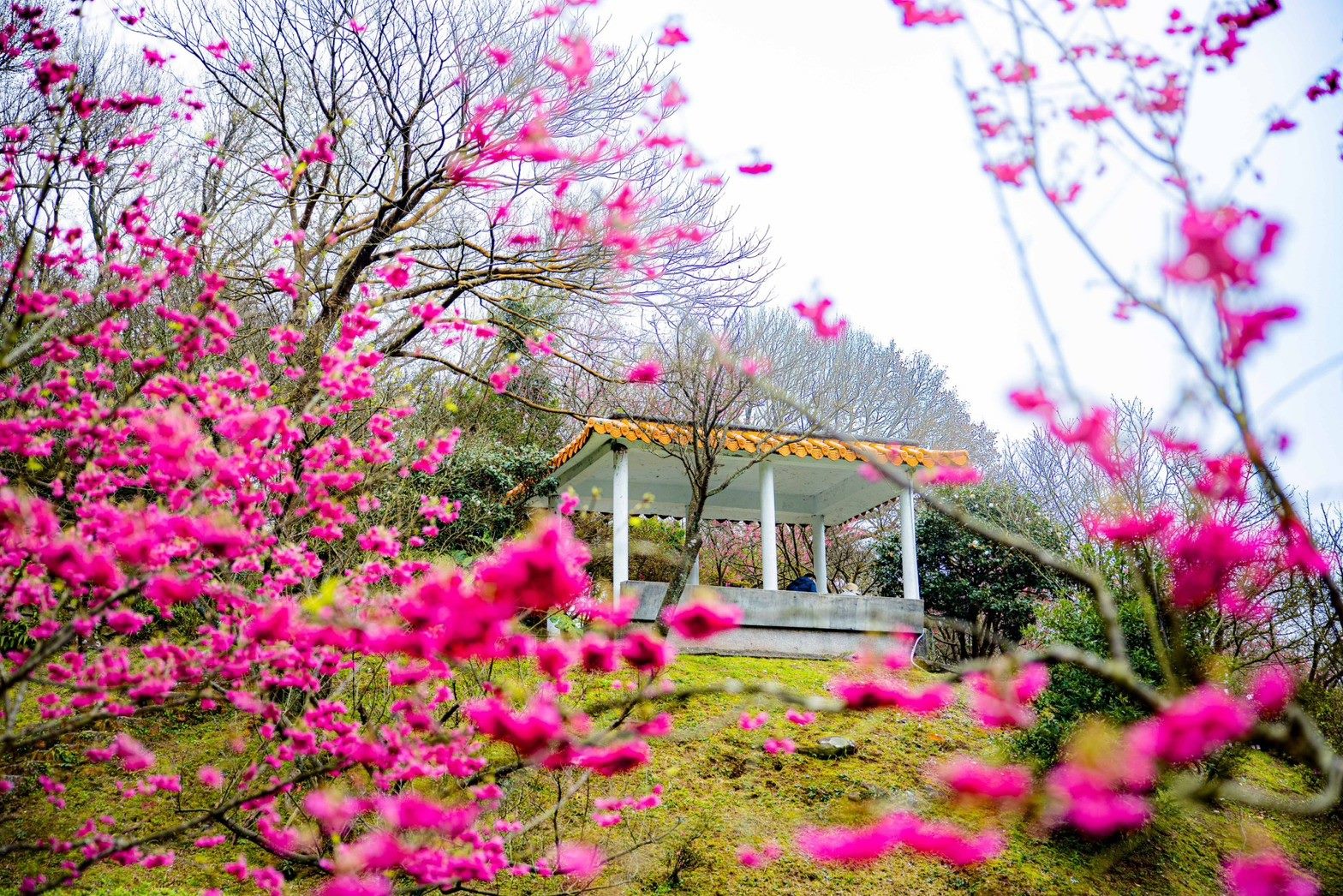 春節連假上陽明山走春。（台北市政府提供）