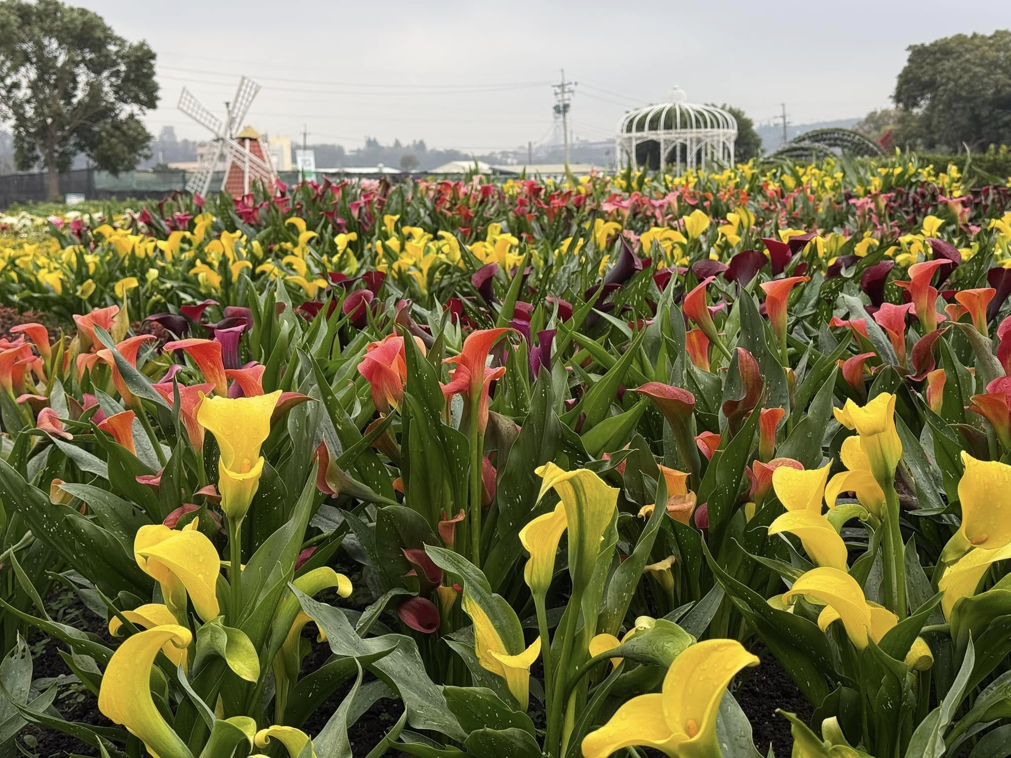 彩色海芋。(圖/翻攝自中社觀光花市)