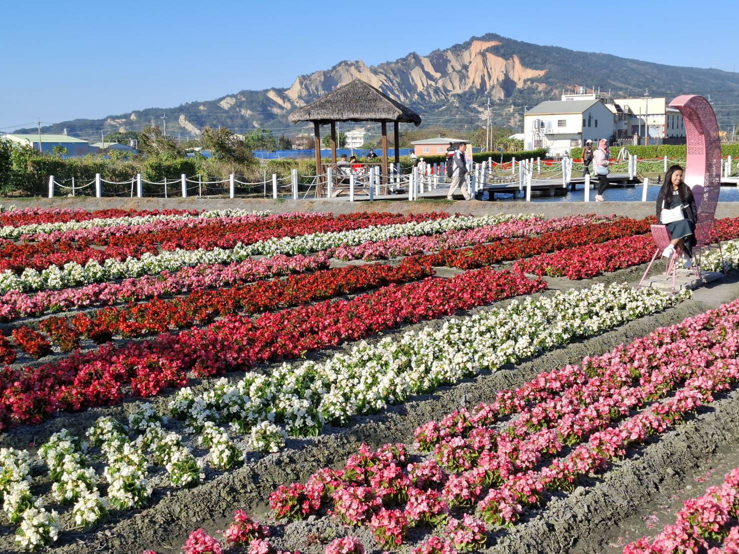 花市五顏六色的花朵。(圖/李容珍攝影)