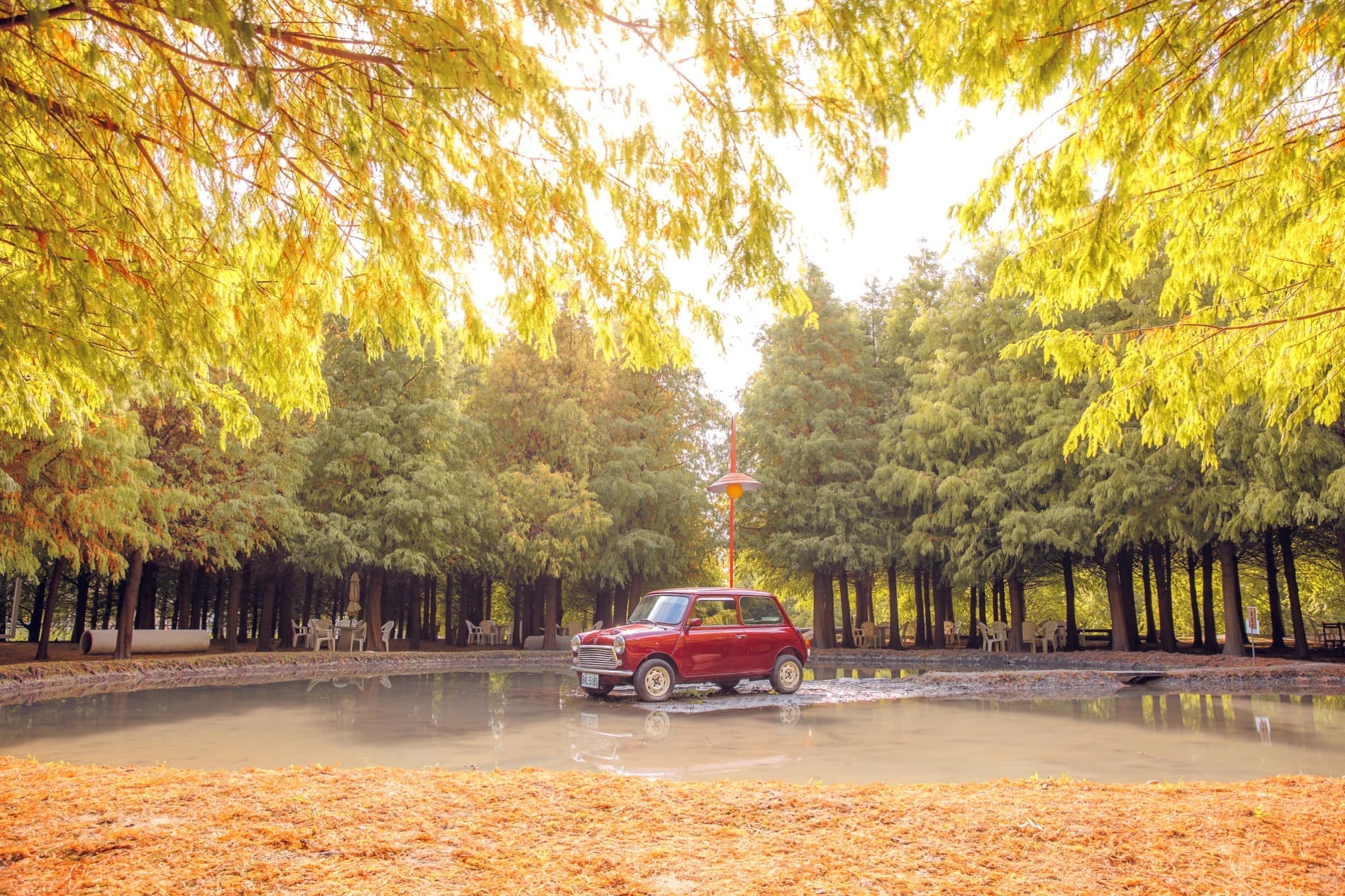 落雨松中央「羽粼之眼」，今年放置一台小轎車。(圖/翻攝自后里泰安·羽粼落羽松臉書)