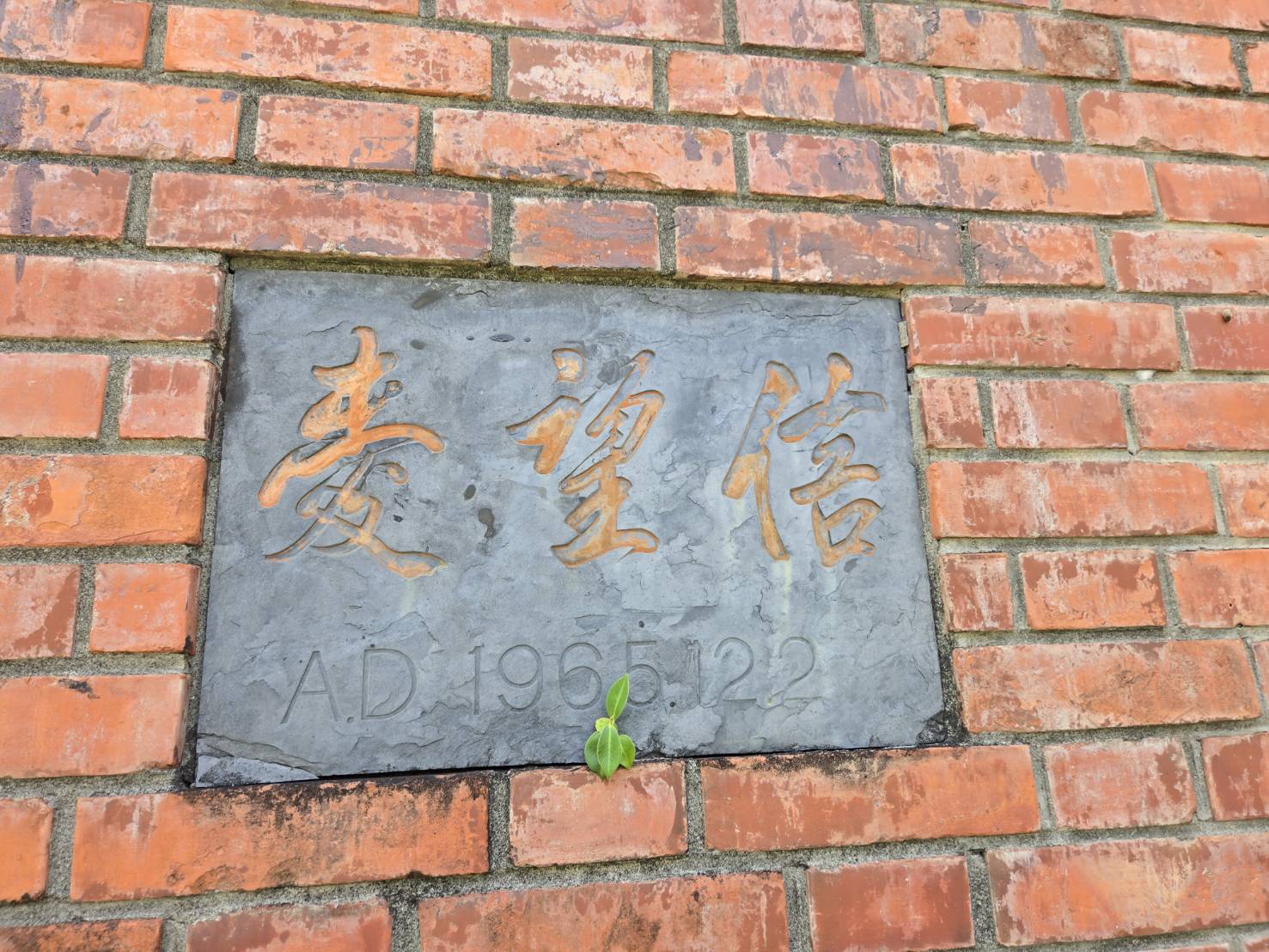 信望愛石碑冒出 翠綠新芽。