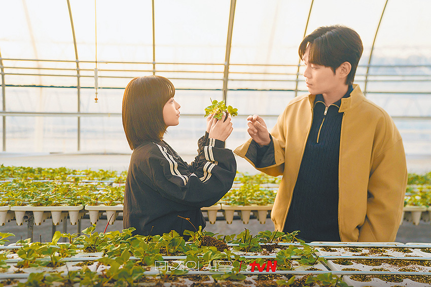 未來回到家鄉，代替妹妹前往草莓園打工。（劇照來源：tvN drama）