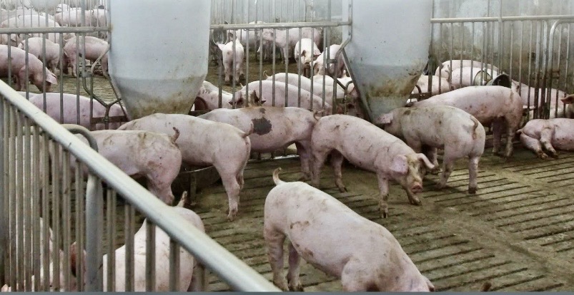 豬肉能不能吃，要留意飼養衛生環境。(翻攝自農業部臉書)