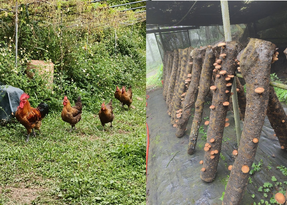 族人種植林下產業，包括段木香菇和養雞等。(圖/根阿榮長老提供)