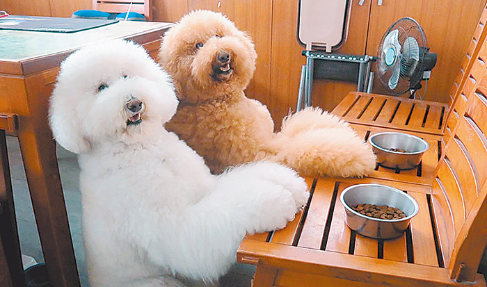 哈樂、哈媚準備飯前禱告。（翻攝自標準型貴賓狗哈樂&哈媚臉書）