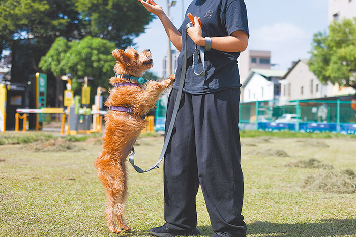 「浪浪」都會接受基本訓練。（翻攝自浪浪別哭臉書）