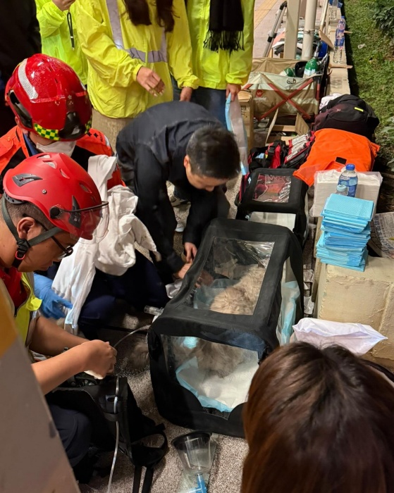 香港動保團體搶救受影響寵物。（翻攝自SPCA（HK）香港愛護動物協會臉書）