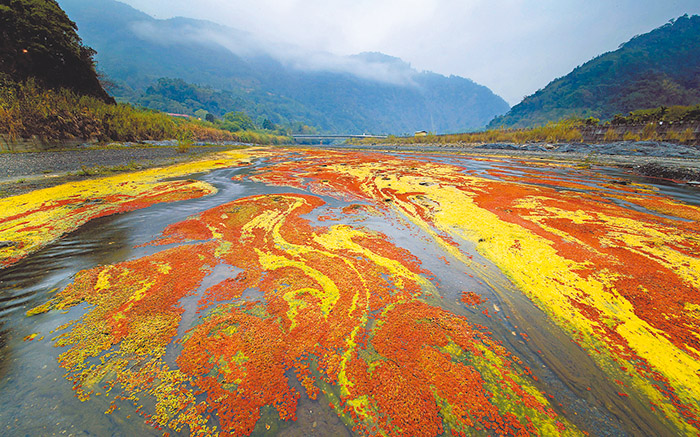 武界橋下,罕見的「滿江紅」美景。(圖/趙令級牧師提供)