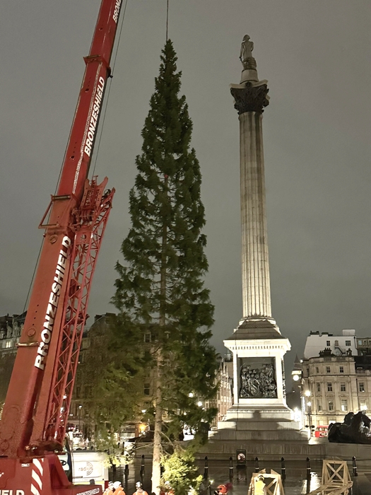 安置聖誕樹。（翻攝自X@trafalgartree）