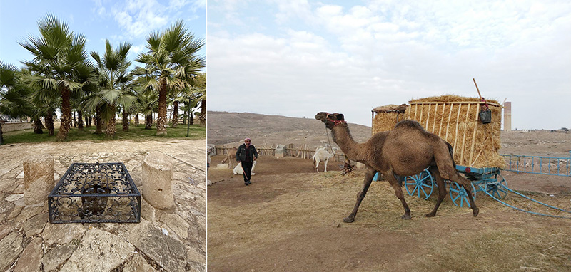 哈蘭的「拉結井」與養殖駱駝。（王桂花攝影）