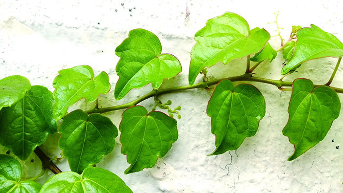 藤枝能攀爬在牆壁上，是透過像吸盤一樣的小根附著在牆上。柔弱的細根竟然有那麼大的力量！