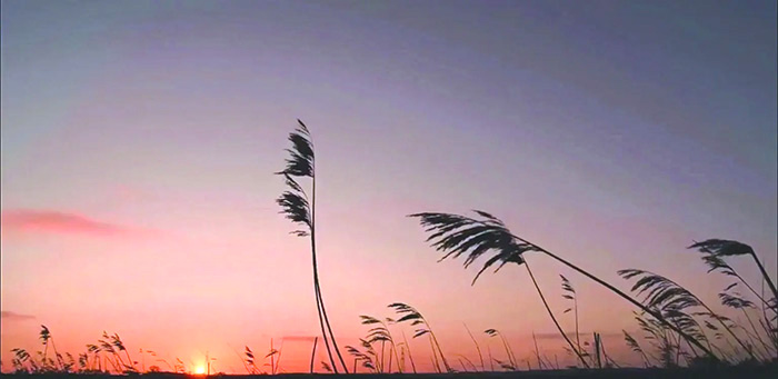 纖細的蘆葦迎風搖曳，在柔弱中有著韌勁。