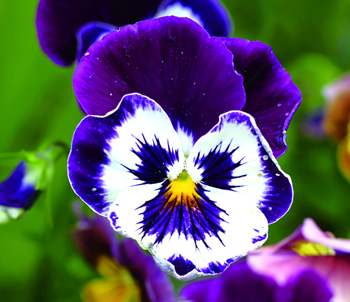 三色堇，法文名有「思考」之意；德文則稱為「小繼母」；俄國和猶太詩人又給了不同別名。背後的故事，饒有趣味。