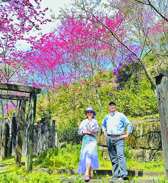 置身粉嫩櫻花林中的何有義牧師與奚文玲師母。 （圖/受訪者提供）